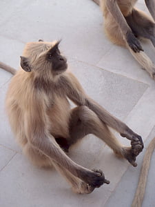majom, India, állat, vadon élő állatok, prímás, az emlősök, emberszabású majom