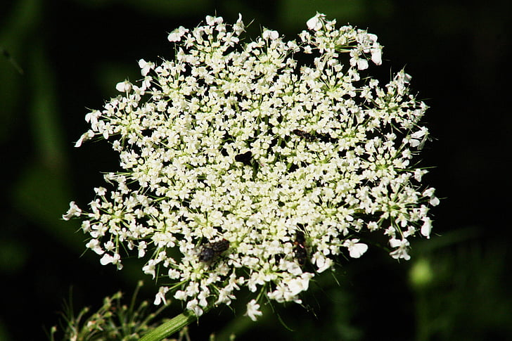 květ, bílá, závod, jaro, květ, Bloom