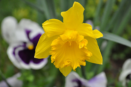 květ, jaro, žlutá, Příroda, Tulipa, Tulipán, květiny