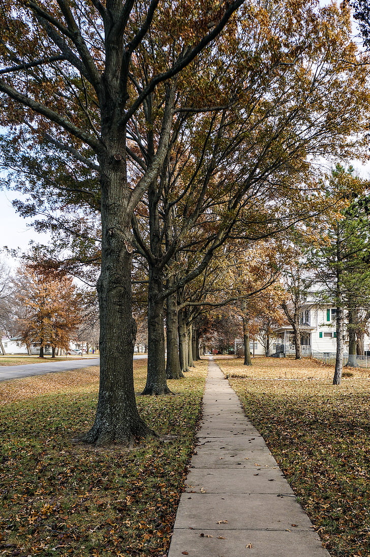 sidewalk, fall, autumn, small town, trees, line, path