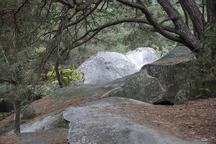 Fontainebleau, hutan, hijau, kayu, Hiking, alam, pohon
