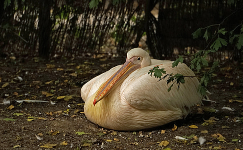 Pelikan, reste, projet de loi, oiseaux d’eau, seevogel