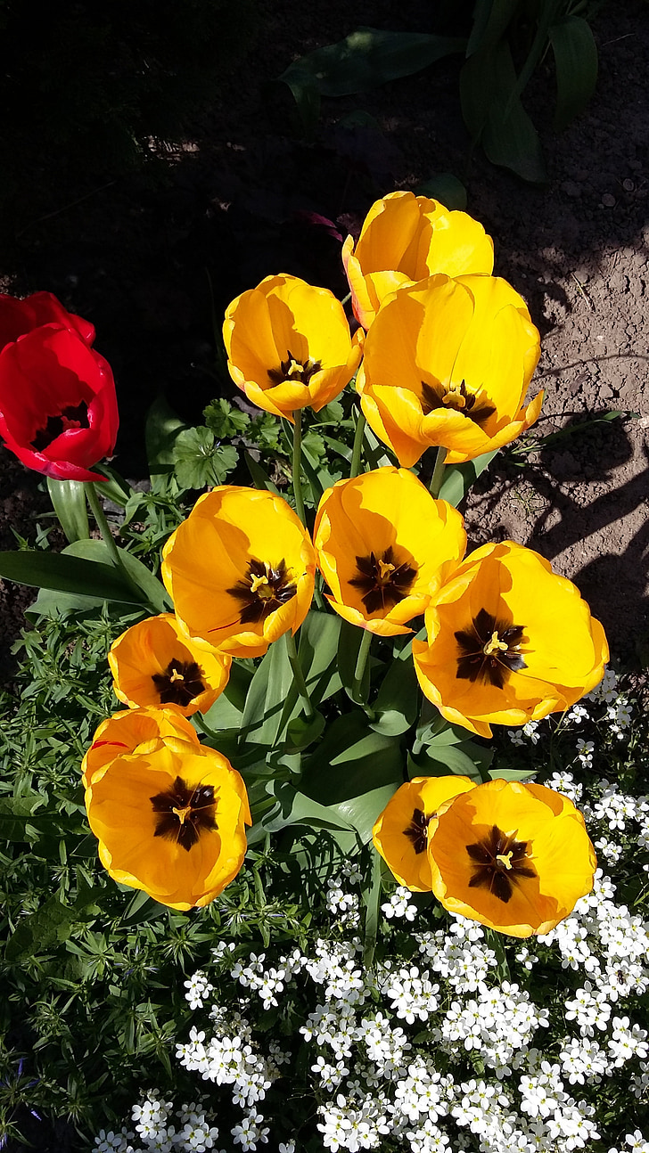 tulipas, flores, jardim