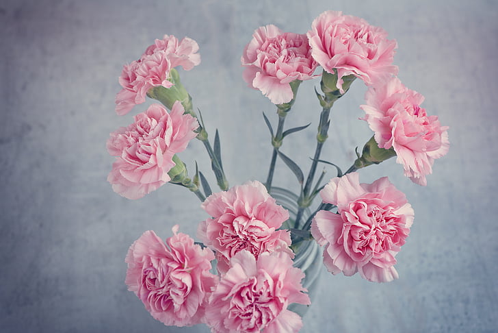 nelk, roosa, lilled, roosad lilled, lõikelilled, ülevalt, Sulgege