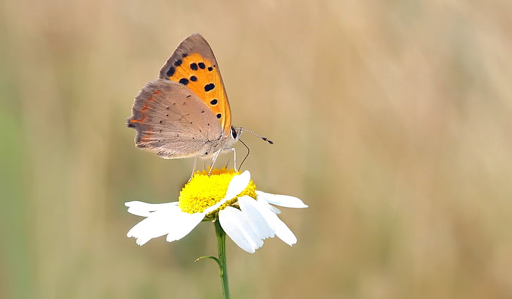 animal, animal photography, beautiful, bloom, blooming, blur, butterfly