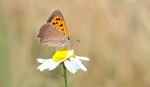 côn trùng, Thiên nhiên, sống, bướm - côn trùng, cánh động vật, động vật, mùa hè