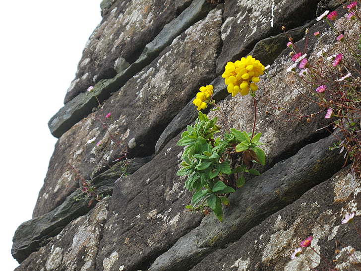 flor, pedra, plantes, natura