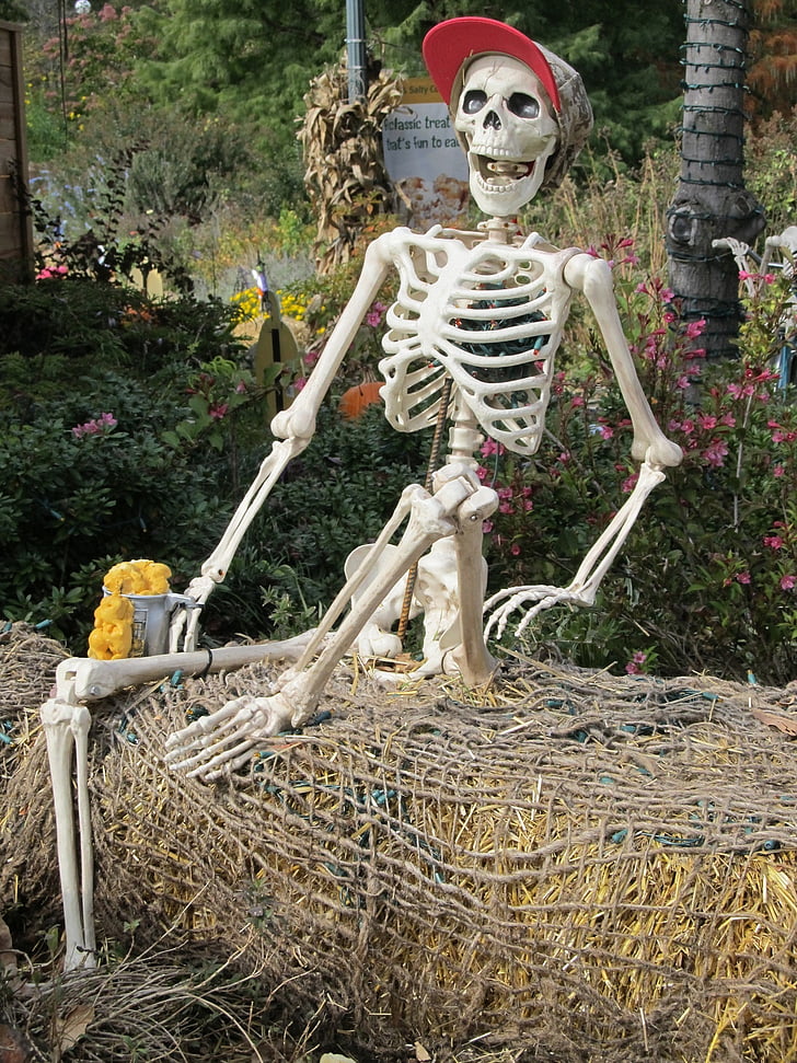 skelettet, prop, displayen, part, festlig, kul, plast