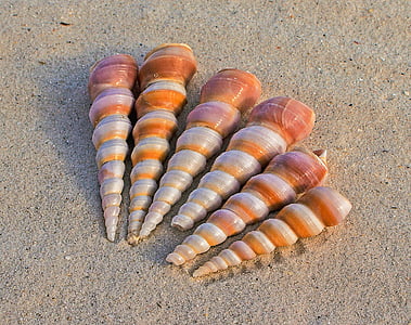beach, close-up, conch, sand, sea shells, seashore, seaside