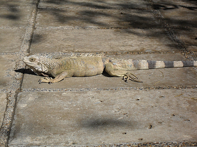 iguana, reptile, animals, animal, wildlife, lizard, nature