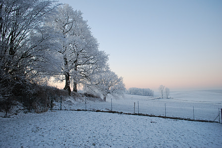 Luonto, Ice, puu, talvi, geeli, kylmä, puut