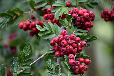 Rowan, trái thanh lương trà, Rowan-cây, Mountain ash, rowanberry, thực vật học, Ash