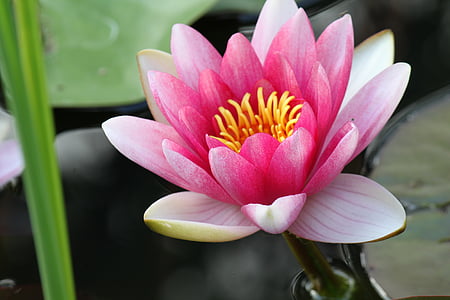 water lily, pink, flowers, blossoms, floral, blooms, blooming