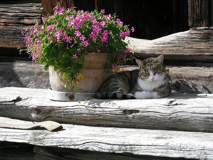 cat, flowers, wood, domestic cat, flower boxes, farm, wildlife photography