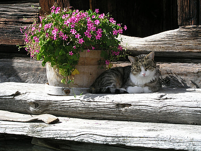 γάτα, λουλούδια, ξύλο, κατοικίδια γάτα, ζαρντινιέρες, αγρόκτημα, φωτογραφία άγριας φύσης