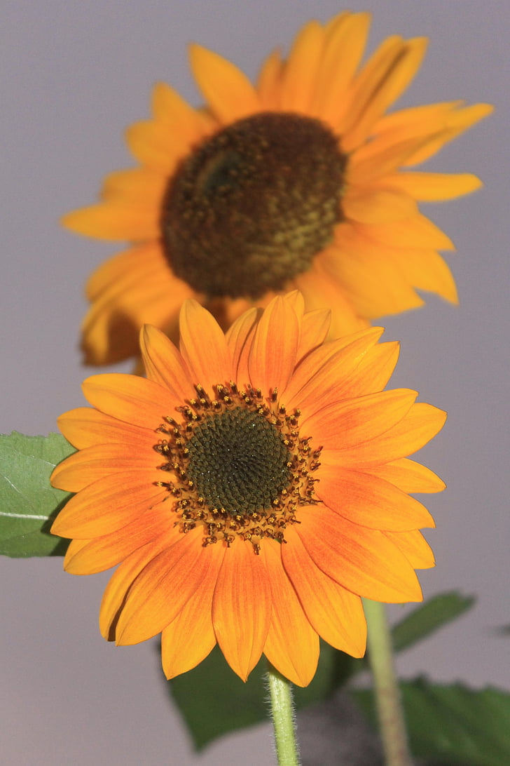 Sun flower, závod, Flora, žlutá