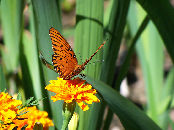 пеперуда, монарх, цвете, лято, природата, насекоми, флорални