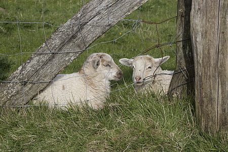 子羊, 動物, schäfchen, 羊, かわいい, 動物の世界, 草原