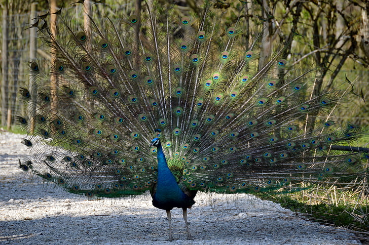 paabulind, Feather, lind, Peacock sulgede, Värviline, looma, sulestiku
