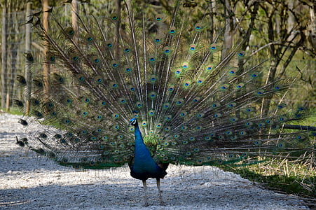 peacock, feather, bird, peacock feathers, colorful, animal, plumage