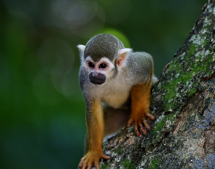 парфюмиран маймуна, примат, животните, диви, в дървото на, природни местообитания, бозайник