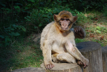 apina, Barbary ape, muotokuva, Monkey forest