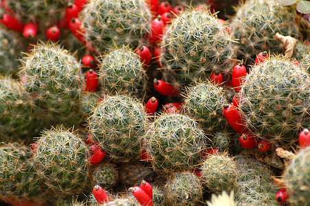 cactus, flors, plantes, jardí botànic, col. locar, hivernacle, espina