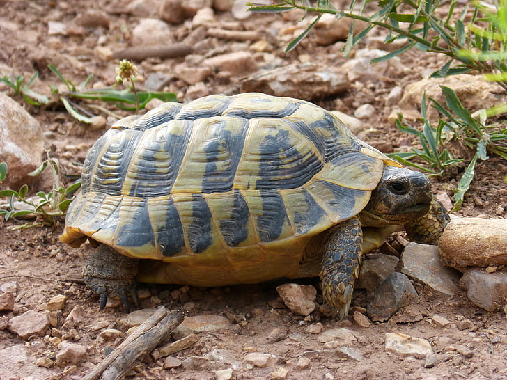 Schildkröte, mediterrane Schildkröte, Land-Schildkröte, Priorat, Montsant