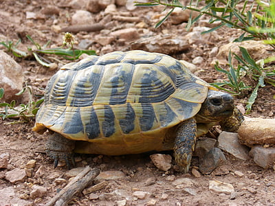 tortuga, tortuga mediterránea, Tortuga de tierra, Priorat, Montsant