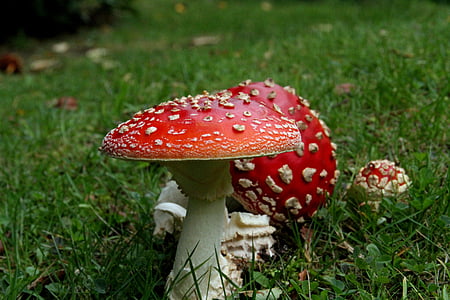mushrooms, wild, fungi, fungus, forest