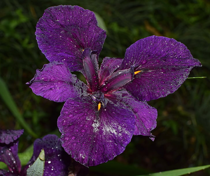 połyskujące deszcz wet iris, Louisiana iris, kwiat, deszcz wet, deszcz, kwiat, Bloom