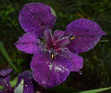 schimmernden Regen nass iris, Louisiana-iris, Blume, Regen-nass, Regen, Blüte, Bloom