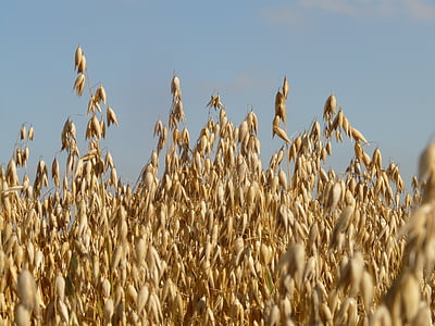 campo, aveia, campo de aveia, culturas arvenses, cereais, grão, campo de milho