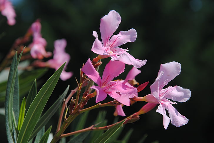 Oleander, kwiat, Natura