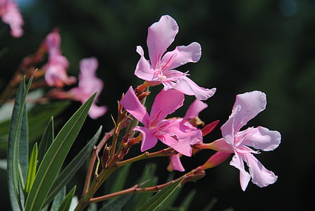 Oleander, kukka, Luonto