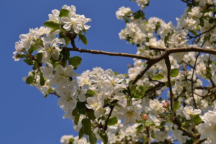 Apple blossom, jaro, Příroda, růžová, větev, květ, Bloom
