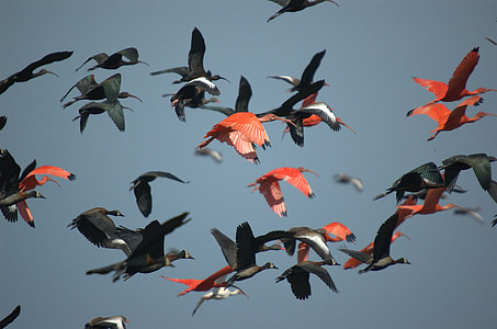 Ibis, Vogel, Luftlinie, pfeifende Ente konfrontiert, Scarlet ibis, schwarze ibis, Llanos