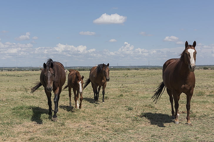 kvartal heste, Ranch, landbrug, heste, Equestrian, pattedyr, Portræt
