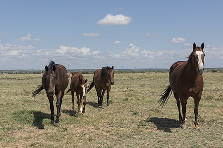 caballos cuarto de milla, Rancho, agricultura, equinos, ecuestre, mamíferos, Retrato