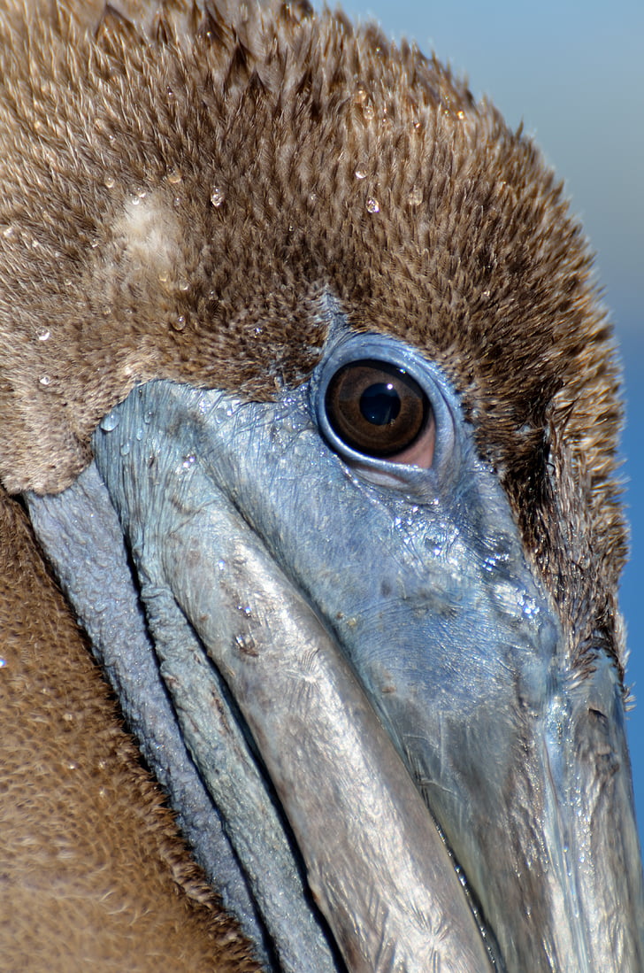 birds, eye, view, pelican, closeup, avian, wildlife