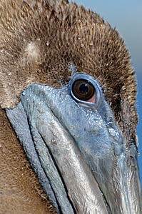 uccelli, occhio, vista, Pelican, primo piano, aviaria, fauna selvatica