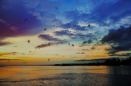 sunrise, sea, birds, sunset, ocean, summer, nature