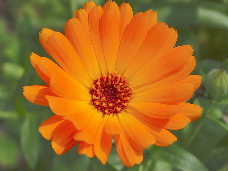 Marigold, Calendula officinalis, berkebun, bunga, Blossom, mekar, Orange