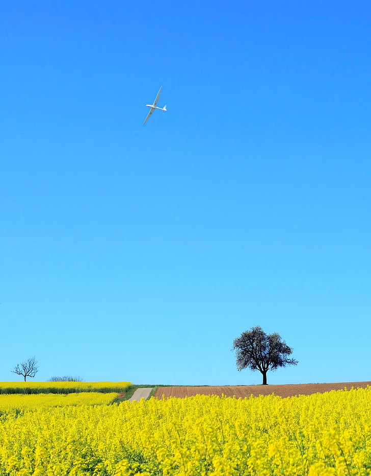 landscape, field of rapeseeds, nature, field, spring, tree, glider pilot