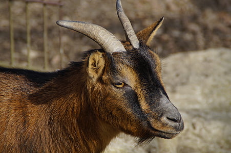 goat, head, face, horns, side, close, prima donna