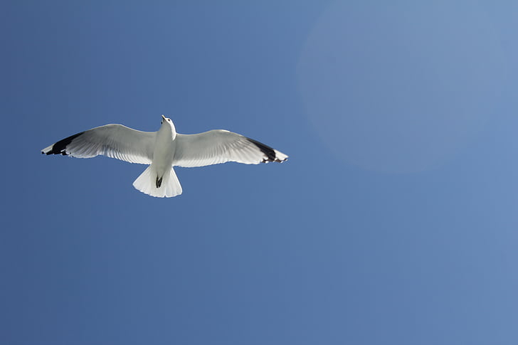 Seagull, Sky, blå, havet