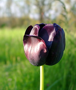 flor, Tulip, negro, primavera de tulipán, tulipán negro, primavera