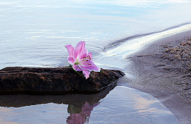lily, flower, blossom, bloom, water, sand, beach