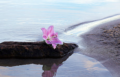 Lily, kvet, kvet, kvet, vody, piesok, Beach