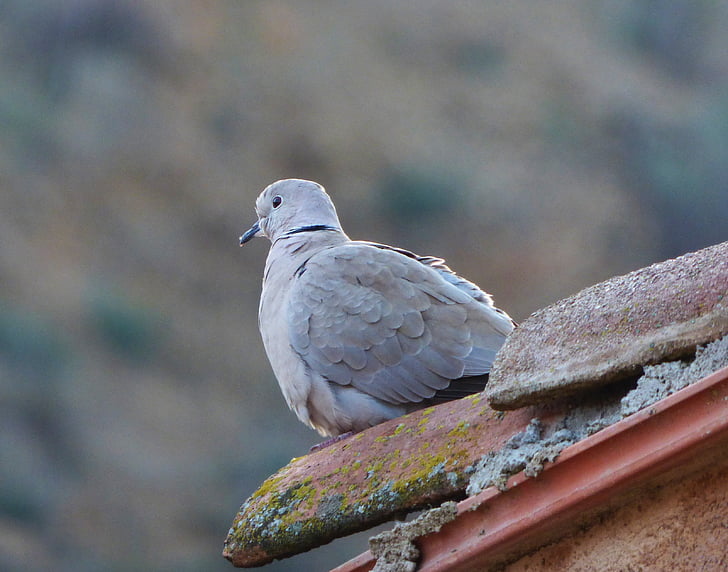 Turteltaube, Eurasian collared dove, Suche, Dach, Texas, Vogel, ein Tier